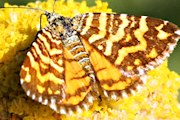 Small Radiating Carpet Moth (Chrysolarentia chrysocyma)